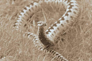 Ciężarna violeka z restauracji st. Petersburg zyskała wolność Ciężarna violeka z restauracji st. Petersburg zyskała wolność