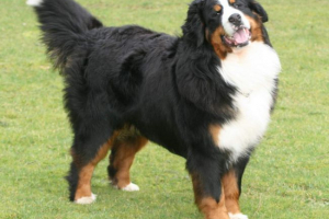 Bernese zennenhund: mistrz jego przypadku
