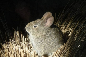 Neighteled rabbit, jest wulkanicznym Neighteled rabbit, jest wulkanicznym