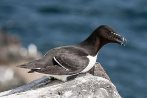 Bezszczęśliwy gagarka Bezszczęśliwy gagarka