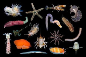 Bezkręgowce - cechy i klasyfikacja