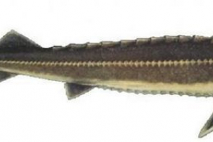 Baster - hybrydowa ocena ryb Baster - hybrydowa ocena ryb