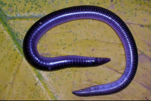 Bezwzględny (robaki) Bezwzględny (robaki)