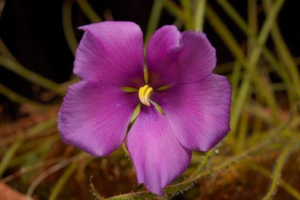 Gigantyczny bibliizm