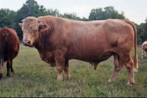 Bioxy - żubr skrzyżowany z krowy