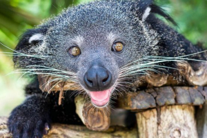 Binturong