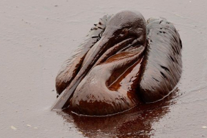 Biologiczne środowisko zanieczyszczenia Biologiczne środowisko zanieczyszczenia