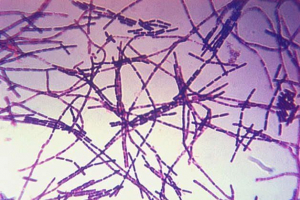 Broń biologiczna: definicja, patogeny, dystrybucja, ochrona i przykłady Broń biologiczna: definicja, patogeny, dystrybucja, ochrona i przykłady