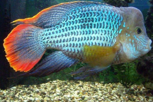 Turkusowa akara. Hodowla i treści akara Turkusowa akara. Hodowla i treści akara