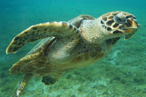 Bissa - rzadki żółw Bissa - rzadki żółw