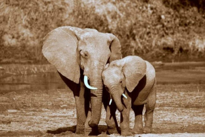 Biznes na kości: co grozi nielegalnym handlem kości słoniowej w hongkongu?