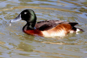 Barov dick: zdjęcie niezwykłej kaczki, gdzie mieszka kaczka? Barov dick: zdjęcie niezwykłej kaczki, gdzie mieszka kaczka?