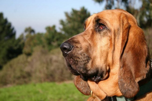 Blohehund: miracle w składaniu