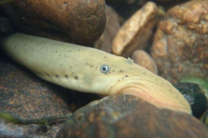 Dzięki rybom pochodzenie ludzkiego mózgu stało się jasne