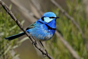 Genialny malowany malyur - romantyczny ptak Genialny malowany malyur - romantyczny ptak