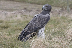 Battle eagle - drapieżne thorish
