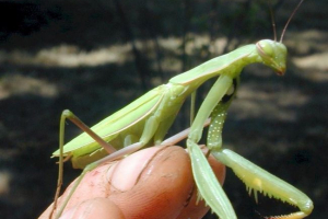 Bogomol - insect canibal. Bogomol - insect canibal.
