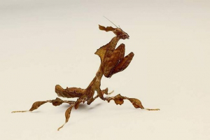 Mantis ghost - cechy siedliska w przyrodzie iw niewoli Mantis ghost - cechy siedliska w przyrodzie iw niewoli