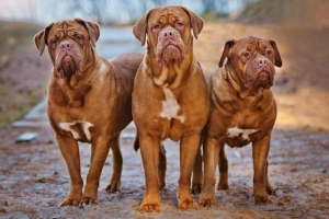 Walka rasy psów. Opisy, tytuły i rodzaje bojowych psów Walka rasy psów. Opisy, tytuły i rodzaje bojowych psów