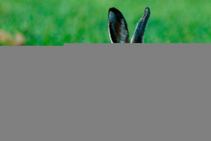 Choroby królików - zaraźliwe i nieudane