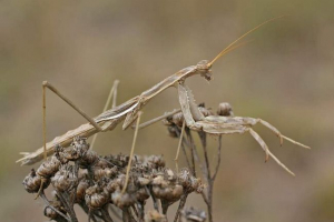 Bolivaria skomórka - czerwony bogomol Bolivaria skomórka - czerwony bogomol