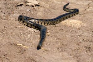 Boliwijska anaconda, ona jest anaconda beni