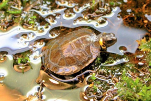Malenberg marsh turtle: wszystkie informacje, opis Malenberg marsh turtle: wszystkie informacje, opis