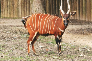 Bongo - największy antilop lasowy