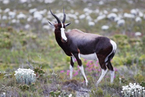 Bontstbok - nienaganna zworka