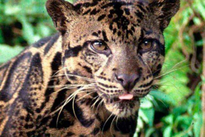 Boreński lub kalimantanian smoky leopard