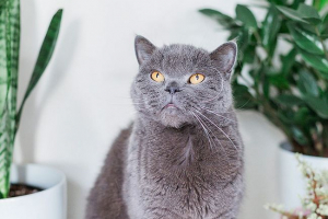 Brytyjski kot - opis ras Brytyjski kot - opis ras