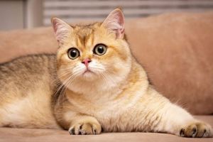 Brytyjska złota chinchilla