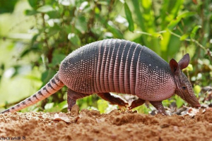 Battleship - zwierzę do zbroi Battleship - zwierzę do zbroi