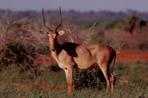 Bubal hunter - antylopa z czerwonej książki Bubal hunter - antylopa z czerwonej książki