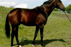 Konie budenovsky - rasa z regionu rostowa