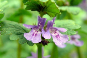 Masło z pluszu Masło z pluszu