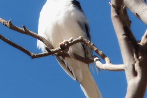 Bulk smoky korusun Bulk smoky korusun