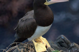 Burai olusha - niezdarny złośliwy ptak Burai olusha - niezdarny złośliwy ptak