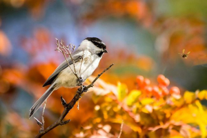 Burohol haighe - co jest zasilane?