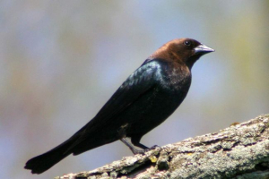 Burospine cow pracownik - gniazdo pasożyta