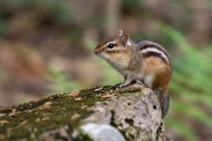 Chipmunk asian Chipmunk asian
