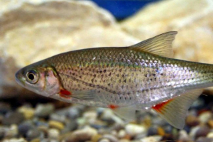 Fastry - ryba karpii