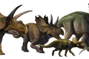 Ceratops - rogaty dinozaurów Ceratops - rogaty dinozaurów