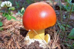 Caesar mushroom Caesar mushroom