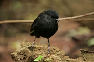 Chathamskaya petroika - najrzadsze zwierzę