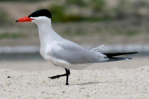 Cheglava - prachock w sukni małżeńskiej Cheglava - prachock w sukni małżeńskiej