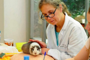 Jakiego rodzaju świnki morskiej są chore? Jakiego rodzaju świnki morskiej są chore?