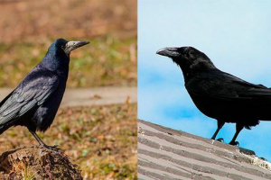 Jaka jest różnica między krukami?