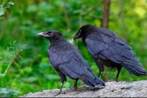Jaka jest różnica między krukiem z wronów i pierścieni Jaka jest różnica między krukiem z wronów i pierścieni