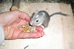 Co jedzą domowej roboty i jakie jedzenie są preferowane w dzikiej przyrodzie? Co jedzą domowej roboty i jakie jedzenie są preferowane w dzikiej przyrodzie?